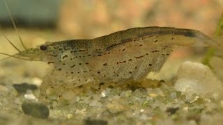 Amano Shrimp Caridina multidentata  Breeding Part 1 [upl. by Jessalyn258]