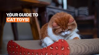 Best Cat toys for indoor cats [upl. by Krishnah]