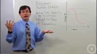 Enzymes [upl. by Nicolau]