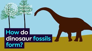 How do dinosaur fossils form  Natural History Museum [upl. by Toomin964]