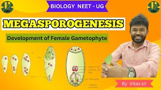 MEGASPOROGENESIS Development of Female Gametophyte Biology NEET  UG BY Vikas sir [upl. by Anipsed]