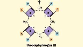 Biosynthesis of Heme porphyrin ring  Heme [upl. by Anaihr625]