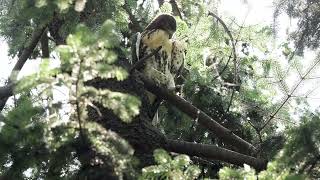 20240626 NYAC Redtailed Hawks [upl. by Tjader]