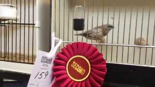 Top 10 Society Finches  Rare Division WCZSFS 14 [upl. by Nolad]