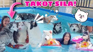 Husky Pack Members In A Pool  Husky Pack TV [upl. by Alleram]