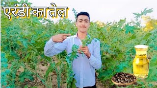 अरंडी का तेल कैसे निकलता है। arandi ka tel kaise banta hai castoroil arandi [upl. by Andriana]