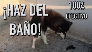 como entrenar UN PERRO a IR AL BAÑO donde quieras  MartGon [upl. by Etireugram]