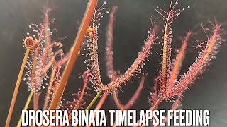 Drosera binata timelapse feeding [upl. by Alanna]