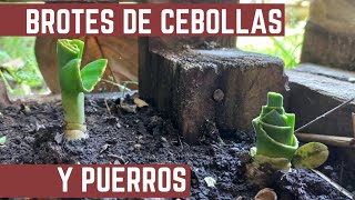 SIN SEMILLA  Cultivo de CEBOLLA Y PUERRO en SIMPLES PASOS  Desde la Verduleria a tu Huerta [upl. by Piks]