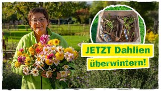 DAHLIEN ÜBERWINTERN Mit diesen 6 Schritten klappts garantiert [upl. by Jemimah]