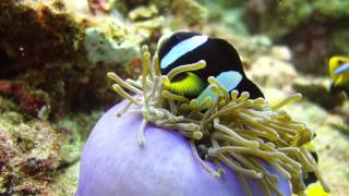 Diving Maldives Kuramathi Rasdhoo  North Ari Atoll [upl. by Owiat279]