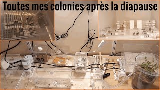 Toutes mes colonies de fourmis après la diapause [upl. by Gnohc888]