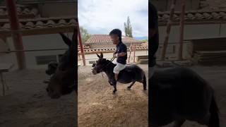 Manolito rojas se cae de un ponyš‚ manolito pony video [upl. by Dodds]