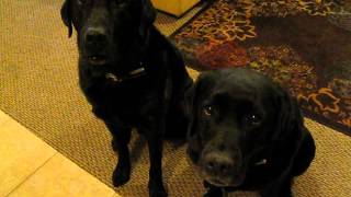 Funny Dog snitches on sibling Who stole the cookie Alex Hutchinson Harley and Loa [upl. by Dorfman]