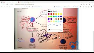 T cells differentiation and maturation  Cellular component  Immunology  First Aid lecturesLec7 [upl. by Anoet359]