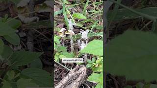 Rare Species Monotropa uniflora  Plant or Fungi herbalism herbalmedicine plantid holistic [upl. by Zahara]