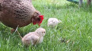 Mama hen with 6day old chicks 🐣 [upl. by Elbring]