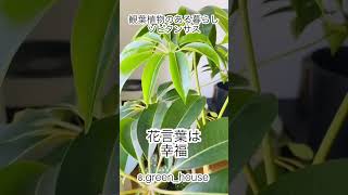 植物のある暮らし 観葉植物のある暮らし 観葉植物 plants ツピタンサスshorts 観葉植物風水植物 観葉植物との暮らし [upl. by Rapp]