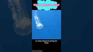 Why do jellyfish sting facts animals wildlife [upl. by Neiluj]