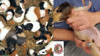 Scurvy Guinea Pigs  Intake Video [upl. by Muslim]