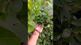 organic Lemon tree organic lemon 🍋plants ki duniya [upl. by Aalst]