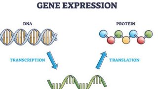 DNA transcriptionprotein synthesis [upl. by Keenan225]