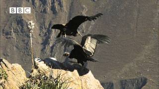 Earthflight Winged Planet  Condor Flight School Narrated by David Tennant [upl. by Elbert]