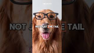 80 Golden Facts About Golden Retrievers That Will Make Your Tail Wag MUSTWATCH 2024 p15 hstm [upl. by Nilatak]