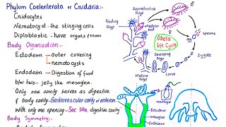 Phylum Coelenterata  phylum Cnidaria  General characteristics of phylum Cnidaria  class 11 [upl. by Bandur]