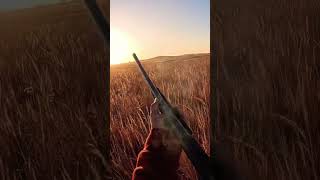 Pheasant Opener 2024 was a blast birds pheasants pheasant pheasanthunting uplandhunting [upl. by El]