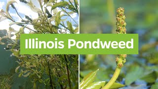 Illinois Pondweed Potamogeton illinoensis  Plant Identifcation [upl. by Sheedy]