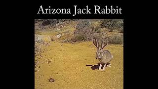 Jack Rabbit in the wash wildlife nature rabbit [upl. by Loleta655]