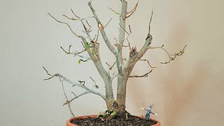 Bonsai Iron tree double stem [upl. by Niu]