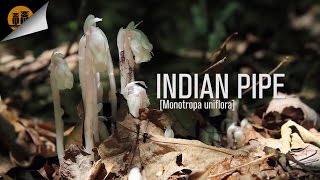 Indian Pipe Monotropa uniflora [upl. by Resaec262]