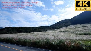 【4K Ultra HD】Hakone Sengokuhara  Strolling Through the Golden Fields of Silver Grass [upl. by Anotal]