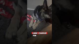 MUST WATCH THE BEST TREAT FOR GERMAN SHEPHERDS [upl. by Ramalahs]