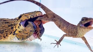 OMG Asian Bullfrog Eats Giant Tree Lizard Mr Frog Live Feeding [upl. by Aynodal]