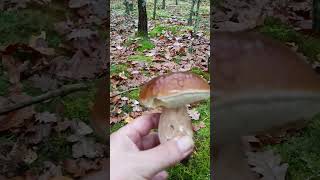 To się nie znudziło grzyby mushroom [upl. by Luzader]