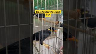 talking with Hill myna bird with sound and talking with pets birds hillmynabird talkingwithpets [upl. by Denni]