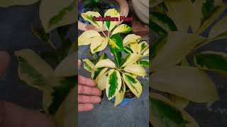 Schefflera Plant Care Tips [upl. by Katharina]