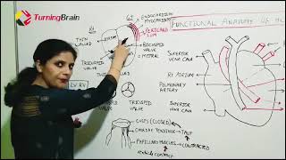 Heart Anatomy and Physiology [upl. by Nigle]