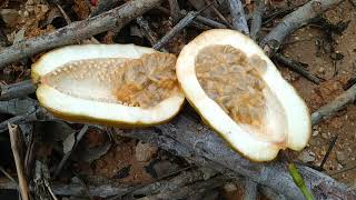 Passiflora quadrangularis  picking and eating Giant Passion Fruit in Kalimantan [upl. by Herzberg587]