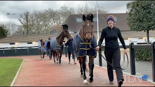 Sights and Sounds at the 2021 Arqana December Sale [upl. by Elleahcim]