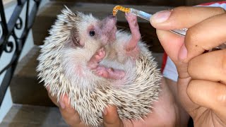 ERIZO COMIENDO TENEBRIOS😱🦔😂Las Mascotas de Peluche [upl. by Ahsaf802]