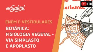 Me Salva BOT24  Botânica  Fisiologia vegetal Via simplasto e apoplasto caminho até o xilema [upl. by Ynafetse258]