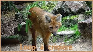 Chrysocyon brachyurus  Illiger 1815  Canidae  Loup à crinière  la FlècheFrance  052019 [upl. by Waneta]