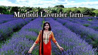 Mayfield Lavender Farm  London  England  Uk [upl. by Dnomso229]