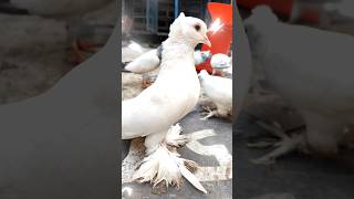 BEAUTIFUL LOTON PIGEON shorts kabutar pigeon youtubeshorts birds [upl. by Gobert394]