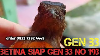 BETINA SIAP TRAH GEN B3 NO 193‼️KEPALANYA PETAK PAPAS DAN MATA BELO‼️NGERI [upl. by Egiap]