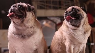 Amazing Animal Facts Pug Life [upl. by Jemy]